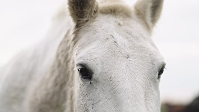 A close up of a white horses eyes in a pasture. Provincia de Buenos Aires, Argentina.