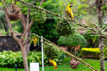 Southern masked weavers (Ploceus velatus) weaving a nest in a tree