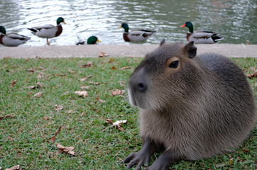 Capybara sitting on green grass with ducks swimming in the water in background. Cute animal, nature, and wildlife habitat concept.
