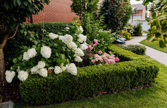 Blooming hydrangeas and trimmed boxwood hedge in a landscaped residential garden