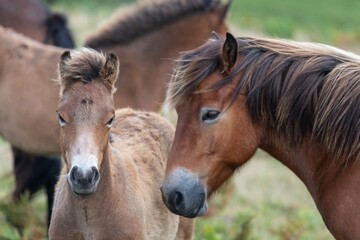 Obraz premium Head shot of a wild Exmoor pony with a foal