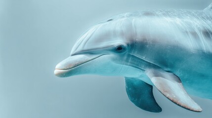 Fototapeta premium Dolphin Swims Through Soft Light in Underwater Scene With Gradient Colors and Open Space for Mindfulness and Focus on Nature