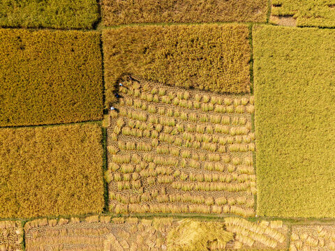 Aerial view of golden and green fields create a patchwork quilt under the warm sun, Cumilla, Chittagong Division, Bangladesh.