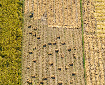 Aerial view of golden haystacks scattered across sun-drenched fields next to a dense green forest, Cumilla, Chittagong Division, Bangladesh.