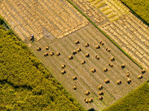 Aerial view of golden rice fields patterned with bundles of harvested crops under the bright sun, Cumilla, Chittagong Division, Bangladesh.