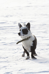 Obraz premium Dog Plays Happily. Energetic Canine Fetches Through Snow. Playful Dog Dashes With Stick In Winter Snow