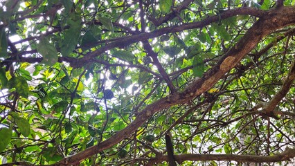 Looking up through a dense canopy of green leaves and branches of a citrus tree