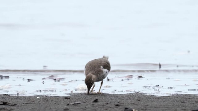 Breeding adult Spotted Sandpiper (Actitis macularius) actively foraging for food on the sandy beaches of the Colombian Pacific coast. The bird searches the shoreline with quick, precise movements, dis