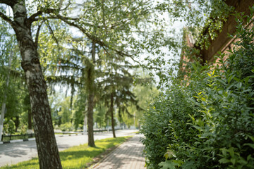Fototapeta premium Spring green sunny day on sidewalk with birch and fir trees on Olminsky Street, Biryuch, Belgorod region, Russia.