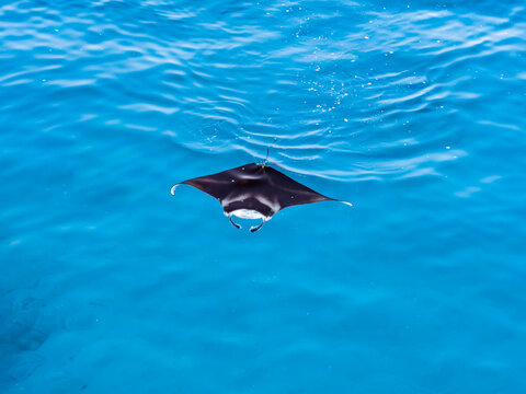 Aerial view of a manta ray gliding through the turquoise waters, a dance of dark and light in the vast ocean, Vashafaru, Thiladhunmathee Uthuruburi, Maldives.