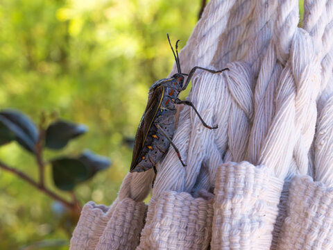 Triatominae insect, commonly referred to as the vichuca, transporting the trypanosoma cruzi parasite, vector of chagas disease, illustrating the concept of disease transmission vectors