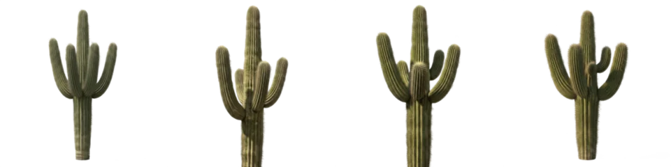 Fototapeten Kaktus Majestic Saguaro Cactus Collection, Traditional Desert Carnegiea Gigantea Set with Multiple Arms, Premium Southwestern Flora Isolated on White Background PNG  © DesireDoue