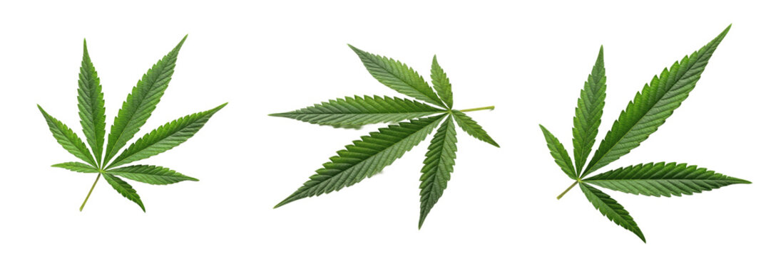 Set of Green Cannabis Leaves, Medical Marijuana and Herbal Hemp Foliage Collection Isolated on Transparent Background, PNG Cutouts