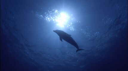 Obraz premium Dolphin Swims Away in Deep Blue Water as Light Filters From Above