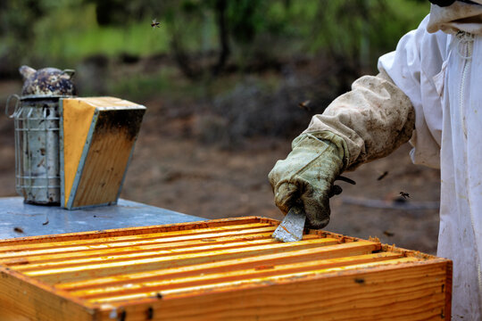 Beekeeper's hand opening a hive with a tool next to a smoker