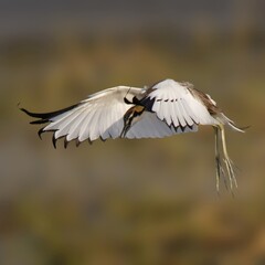 &ldquo;Pheasant tailed Jacana in Flight Over Wetlands&rdquo;