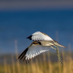 &ldquo;Wings of the Wetland Spirit&rdquo;