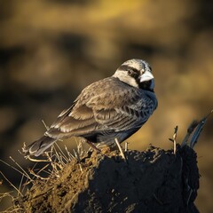 Ashy-crowned Sparrow Lark