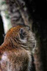 Fototapeta premium close up of a squirrel