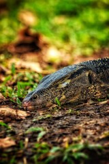 Obraz premium lizard in the grass