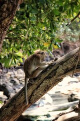 Fototapeta premium squirrel on tree