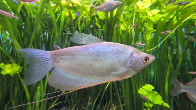 Pearl gourami fish swimming gracefully among lush green aquatic plants in a freshwater aquarium