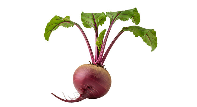 Whole round red beet with vibrant green leaves and purple veins, roots visible, isolated on transparent background.