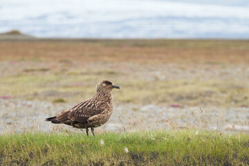 Great skua in Iceland