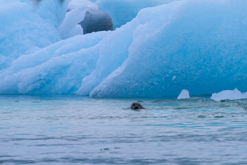 Common seal at Jokulsarlon glacier lake in front of ice floes © Alexander Erdbeer