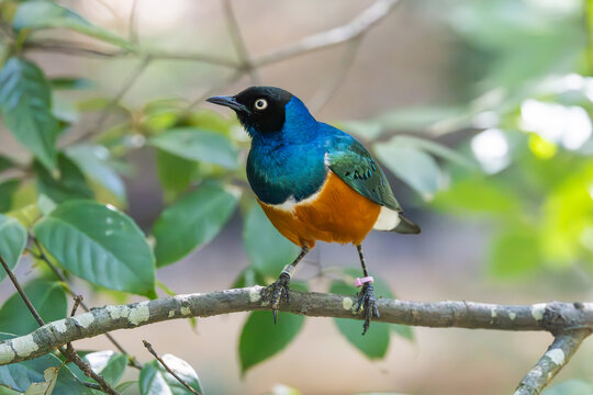 Superb Starling sitting on a tree branch at an aviary in the zoo.