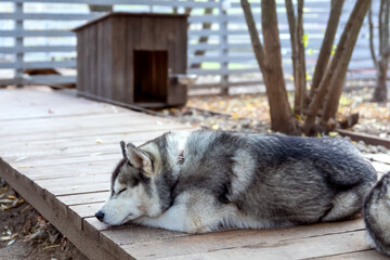 A husky sleeping near its kennel. © Анна Перфилова