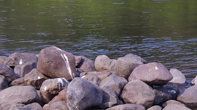 A peaceful riverside scene features dark, rounded boulders streaked with white guano. These weathered rocks line the shore, while the gentle river current flows steadily in the background.