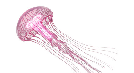 Translucent pink jellyfish with flowing tentacles, isolated on transparent background © Jisanur