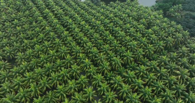 Aerial footage of king coconut fruits grow on tree
