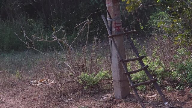 A red irrigation switch box is mounted on a concrete pole, with a handmade wooden ladder leaning against it. This simple setup shows the manual ingenuity used to manage water & sustain rural farmland.