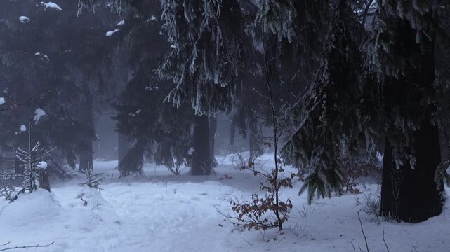 Forest in winter, forest dark environment covered in snow and frozen trees, windy weather bends tree branches, beautiful winter foggy nature