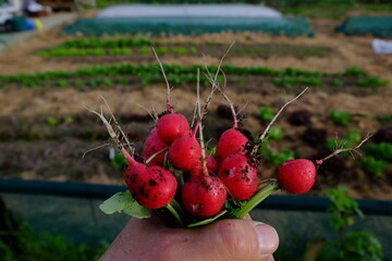 A hand is holding a bunch of radishes. The radishes just picked from ground, home garden in background