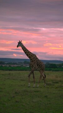 An adult giraffe walks across the green savannah plains under a vibrant pink and orange cloudy sky during dusk in Tanzania, East Africa.