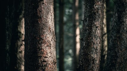 Obraz premium Dark Forest with Tall Tree Trunks