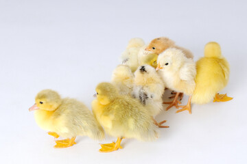 Yellow chickens and two eggs on a white background.