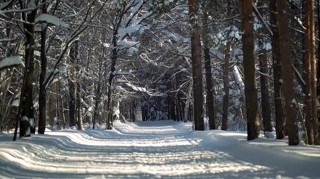 A road in the forest on a sunny winter day, snow slowly falling among the trees
