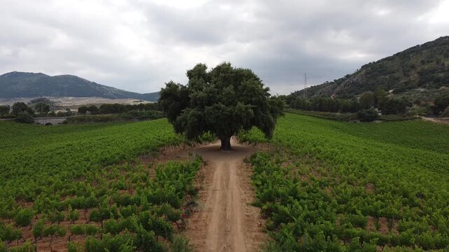 Vigneto Sicilia