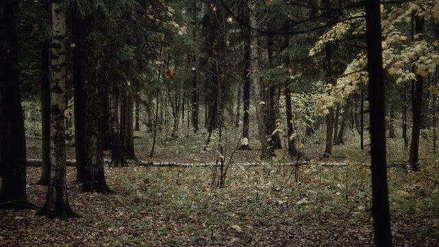 Autumn forest with falling leaves in soft light