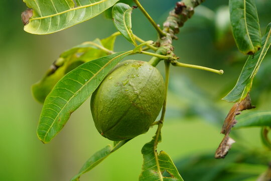 The Castanha-do-Maranh&atilde;o (botanical name Pachira glabra or Pachira aquatica) is a plant from the mallow family (Malvaceae) native to Brazil. Fortaleza - Cear&aacute;, Brazil.