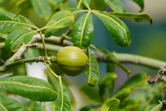 The Castanha-do-Maranh&atilde;o (botanical name Pachira glabra or Pachira aquatica) is a plant from the mallow family (Malvaceae) native to Brazil. Fortaleza - Cear&aacute;, Brazil.