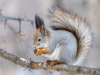 Obraz premium The squirrel with nut sits on tree in the winter or late autumn