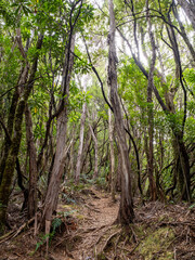 Fototapeta premium Forest on the way to Mount Murchison, Tasmania
