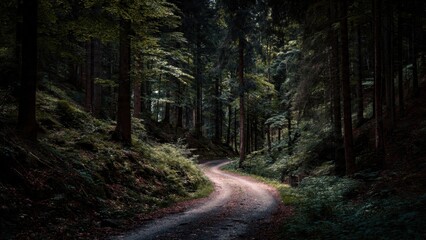 Obraz premium Winding Road Through Dark Forest
