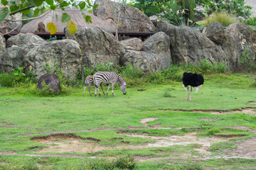 Obraz premium Zebra with her foal grazing near an ostrich in a naturalistic zoo habitat with green grass and large rocks.