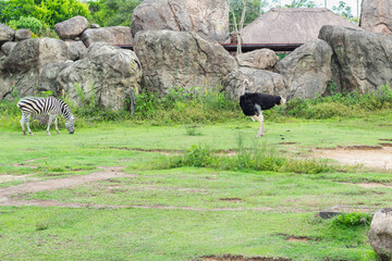 Obraz premium Zebra and ostrich sharing space in a zoo habitat with natural grass and massive rock formations